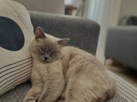 2 yaşında british shorthair dişi kedimiz
