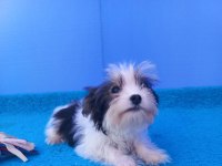 Nese kaynagi morkie yavrularımiz