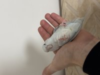 Ele Kola Alışkın Forpus Papağanı Oyun Hamuru Yavru