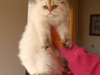 Full Şecereli Dişi British Longhair