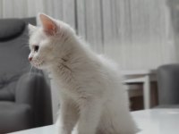 10 ağustos itibariyle 60 günlük british shorthair yavrular