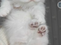 British longhair kedisi