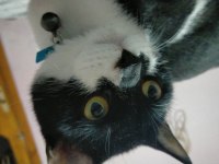 Ücretsiz kedi sahiplendirme