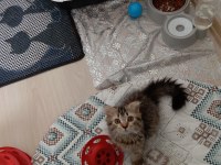 Norveç orman kedisi