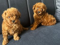 Toy poodle safkan