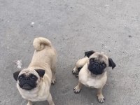 2 adet genç damızlık pug mops dişiler
