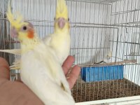 EV ÜRETİMİ YEME DÜŞEN SULTAN PAPAĞANI BEBEKLER
