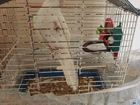 Albino sultan papağanı