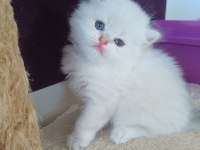 Muhteşem güzellikte golden blue point british longhair