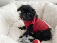 Hiç büyümeyecek minik yavru köpeğimiz