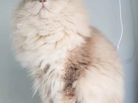 Cinnamon taşıyıcı british longhair