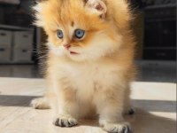 Küçük british longhair aslana yuva arıyoruz