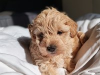 Irkının en güzeli dişi maltipoo bebeğim
