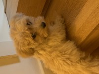 Yavru köpeğimi sahiplendirmek istiyorum maltipoo