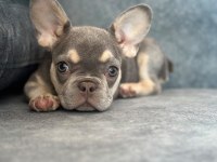 KALİTELİ LİLAC TAN FRENCH BULLDOG BEBEK
