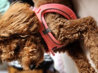 18 Aylık Dişi Toy Poodle
