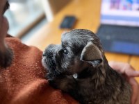 FCI şecereli Miniatute Schnauzer yavruları