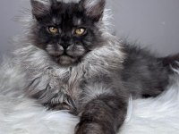 Black Smoke Dişi Maine Coon Wcf