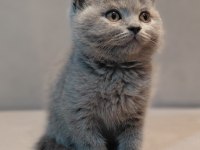 British shorthair erkek yavrumuz
