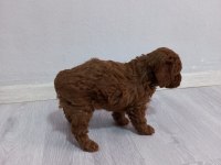 KORE KAN POODLE SAHİPLENDİRME