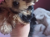 Teacup yorkshire terrier yeni yıl şekeri