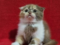 Muhteşem scottish fold bebekler