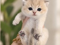 Ay11 Erkek British Shorthair