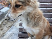 Yavru kırma collie ÜCRETSİZ