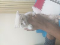 Kedimiz 2 aylık british shorthair