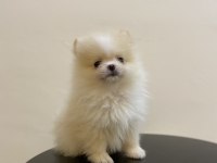 Erkek Dişi Pomeranian Boo Yavrular
