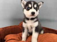 HUSKY BEBEKLER (HER RENK)