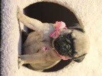 Üst düzey pug yavrumuz hazır