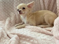 gülen surat chihuahua (şivava) kızımız