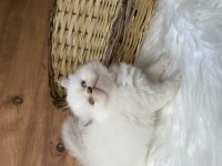 BRİTİSH LONGHAİR ERKEK