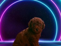 Kore toy poodle yavrularımız 