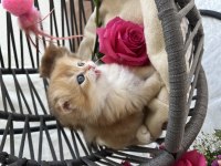 Pofuduk British Longhair Yavrular