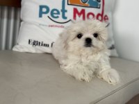Kar beyaz 0 numara maltese terrier yavrularımız