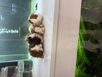 Ginepig Yavruları Gelmı̇ştir