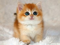 Mavi Gözleriyle Fark Yaratan Golden British Shorthair 