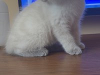 Scottish fold yavrularımız