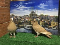 Sarı Oring Güvercin