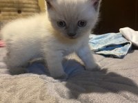 Uyguna ev ortamında bakılmış british shorthair