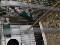 Yumurta alınmış garanti takım kuşumuz