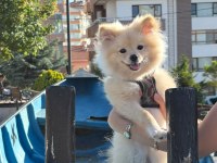 5 Aylık Erkek Yavru Köpeğimiz