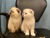 Scottish Fold Kediler