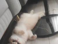 Oyuncu Toparlak Kafa Saf Kan ny12 British Shorthair