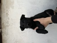 DİŞİ ALMAN KURDU YAVRULARIMIZ YENİ YUVASINI ARIYOR