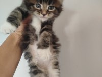 Muhteşem Avrupa tipi Maine Coon yavruları