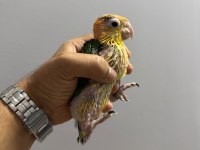 EL BESLEME YAVRU KAYIK PAPAĞANI