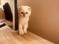 Safkan scottish fold dişi